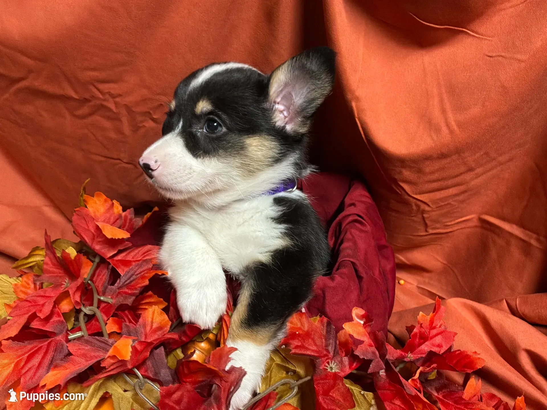 Kit kat, a female Pembroke Welsh Corgi for sale in Littleton, CO – 1 of 6