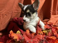 Hersery, a female Pembroke Welsh Corgi for sale in Littleton, CO – 5 of 8