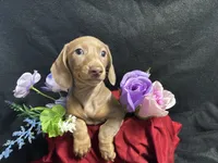 Isabelle, a female Miniature Dachshund for sale in Littleton, CO – 3 of 8