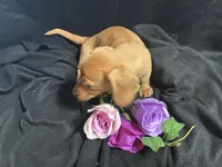 Skittles, a female Miniature Dachshund for sale in Littleton, CO – 8 of 8