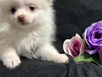 Parti, a female Pomeranian for sale in Littleton, CO – 7 of 8