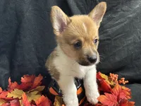 Cheddar , a male Pembroke Welsh Corgi for sale in Littleton, CO – 2 of 6
