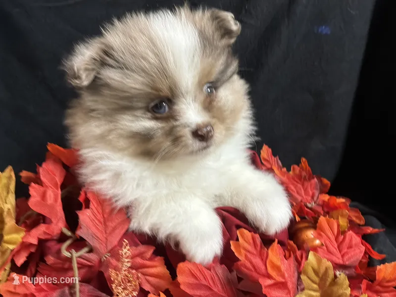 Glory – Pomeranian puppy for sale in Littleton, CO