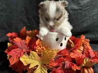 Glory, a male Pomeranian for sale in Littleton, CO – 7 of 8