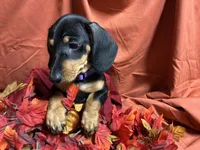 Linguine, a male Miniature Dachshund for sale in Littleton, CO – 4 of 6
