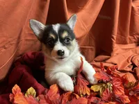 Hersery, a female Pembroke Welsh Corgi for sale in Littleton, CO – 2 of 8