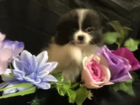 Pepperoni, a male Pomeranian for sale in Littleton, CO – Photo 2 of 6