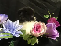 Pepperoni, a male Pomeranian for sale in Littleton, CO – Photo 3 of 6