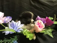 Pepperoni, a male Pomeranian for sale in Littleton, CO – Photo 6 of 6