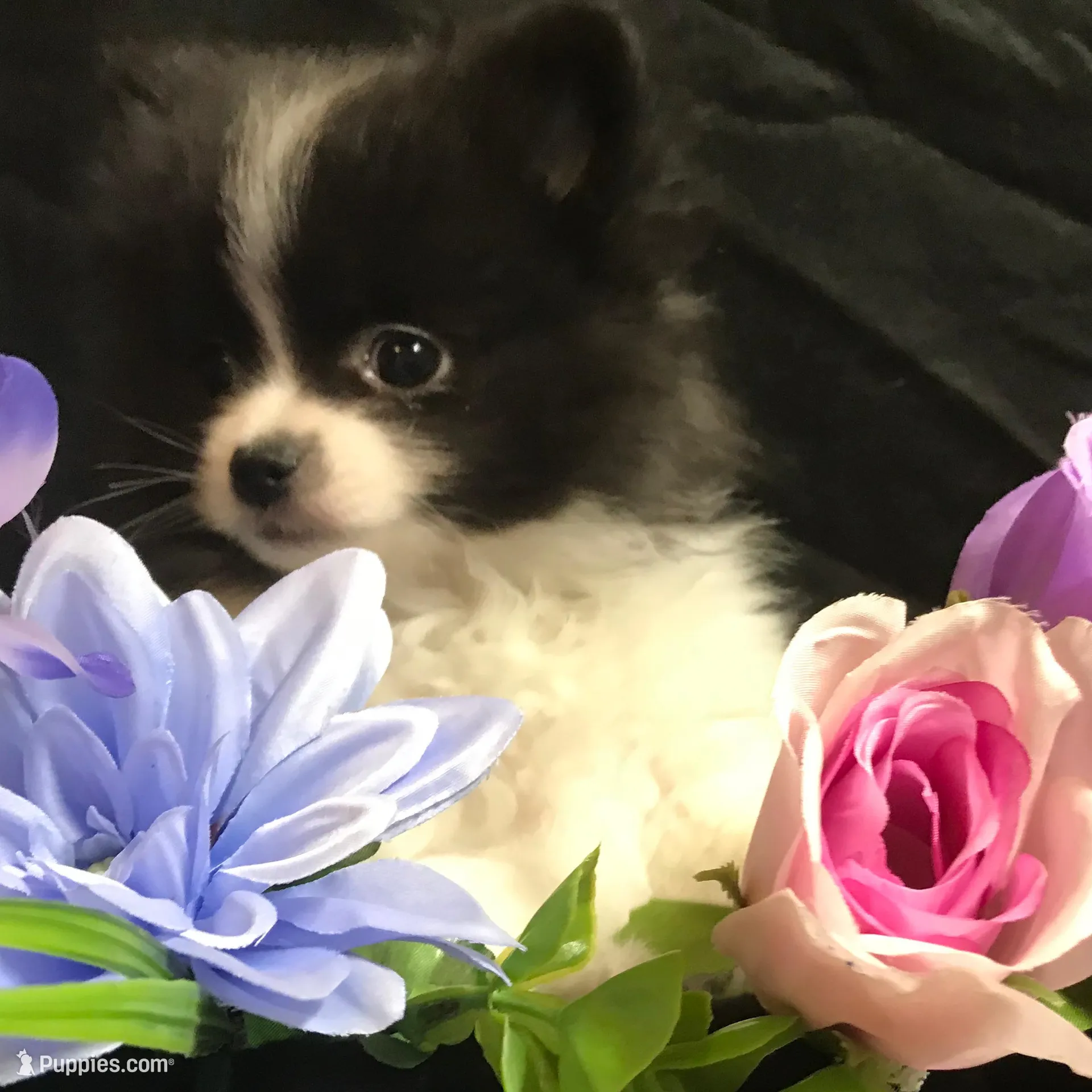 Pepperoni – Pomeranian puppy for sale in Littleton, CO