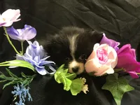 Pepperoni, a male Pomeranian for sale in Littleton, CO – Photo 5 of 6