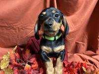 Rigatoni, a male Miniature Dachshund for sale in Littleton, CO – 8 of 9