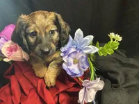 Funyon, a male Miniature Dachshund for sale in Littleton, CO – 2 of 8