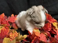 Independence, a male Pomeranian for sale in Littleton, CO – 4 of 8