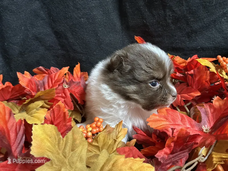 Firecraker – Pomeranian puppy for sale in Littleton, CO