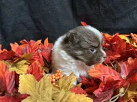 Firecraker, a male Pomeranian for sale in Littleton, CO – 1 of 7