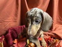 Fettuccine, a male Miniature Dachshund for sale in Littleton, CO – 4 of 6