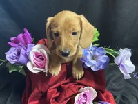 Skittles, a female Miniature Dachshund for sale in Littleton, CO – 2 of 8