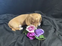 Tic tac, a male Miniature Dachshund for sale in Littleton, CO – 6 of 8
