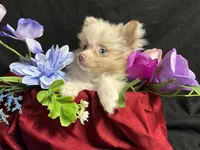 Glitter, a female Pomeranian for sale in Littleton, CO – 4 of 8