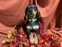 Rigatoni, a male Miniature Dachshund for sale in Littleton, CO – 4 of 9