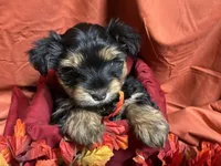 Snickers, a male Yorkshire Terrier for sale in Littleton, CO – 1 of 8