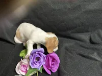 Cinnamon, a female Miniature Dachshund for sale in Littleton, CO – 4 of 8