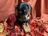 Rigatoni, a male Miniature Dachshund for sale in Littleton, CO – 3 of 9