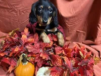 Macaroni, a female Miniature Dachshund for sale in Littleton, CO – 4 of 8