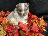 Glory, a male Pomeranian for sale in Littleton, CO – 4 of 8