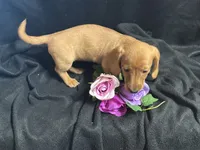 Skittles, a female Miniature Dachshund for sale in Littleton, CO – 6 of 8