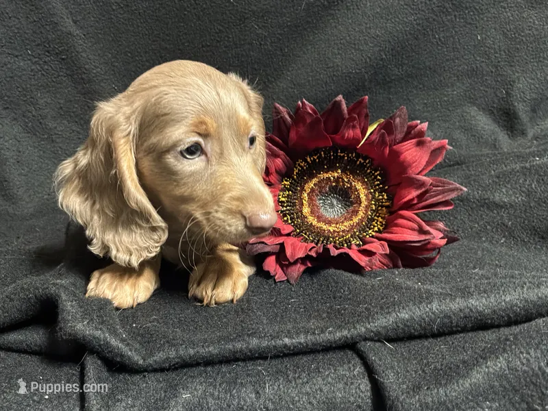 Walter – Miniature Dachshund puppy for sale in Littleton, CO