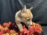Provolone, a male Pembroke Welsh Corgi for sale in Littleton, CO – 5 of 7