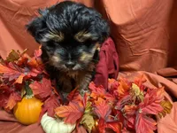 Divinity, a female Yorkshire Terrier for sale in Littleton, CO – 5 of 7