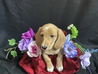 Tic tac, a male Miniature Dachshund for sale in Littleton, CO – 1 of 8