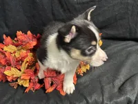 Swiss, a female Pembroke Welsh Corgi for sale in Littleton, CO – 8 of 9