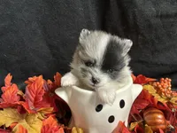 Sparkles, a female Pomeranian for sale in Littleton, CO – 1 of 8