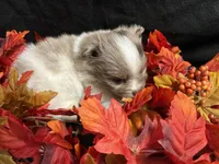 Glory, a male Pomeranian for sale in Littleton, CO – 8 of 8