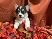 Hersery, a female Pembroke Welsh Corgi for sale in Littleton, CO – 7 of 8