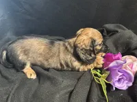 Frito, a male Miniature Dachshund for sale in Littleton, CO – 8 of 8