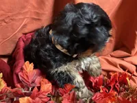 Divinity, a female Yorkshire Terrier for sale in Littleton, CO – 2 of 7