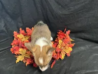 Gouda, a female Pembroke Welsh Corgi for sale in Littleton, CO – 4 of 7