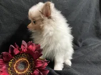 Glitter, a female Pomeranian for sale in Littleton, CO – 6 of 8