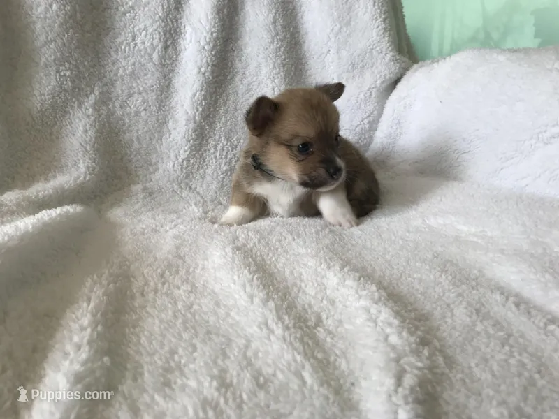 Jack, a male Pembroke Welsh Corgi for sale in Littleton, CO – Photo 1 of 4
