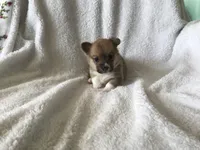 Jack, a male Pembroke Welsh Corgi for sale in Littleton, CO – Photo 2 of 4