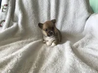 Jack, a male Pembroke Welsh Corgi for sale in Littleton, CO – Photo 4 of 4