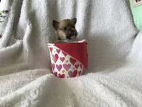 Jack, a male Pembroke Welsh Corgi for sale in Littleton, CO – Photo 3 of 4