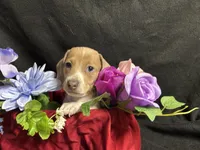 Snickers, a male Miniature Dachshund for sale in Littleton, CO – 3 of 8