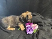Funyon, a male Miniature Dachshund for sale in Littleton, CO – 7 of 8