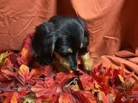 Macaroni, a female Miniature Dachshund for sale in Littleton, CO – 6 of 8